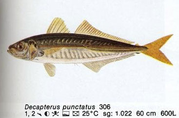 Decapterus punctatus